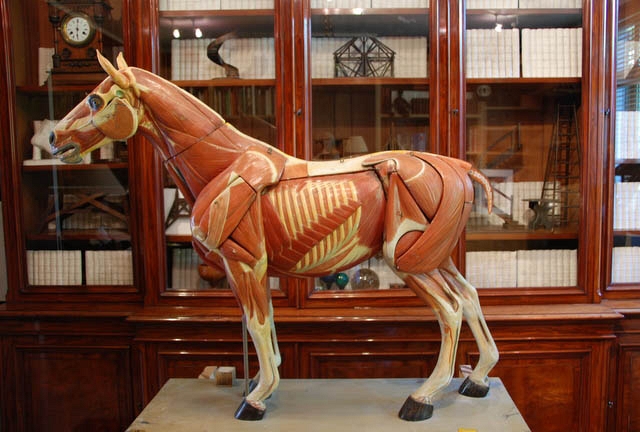 Academic Horse